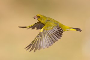 Flying Greenfinch