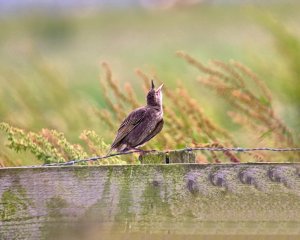 the yawn of a young starling...