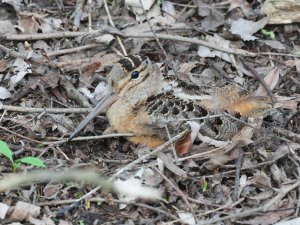 American Woodcock