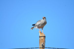 Pale Chanting Goshawk