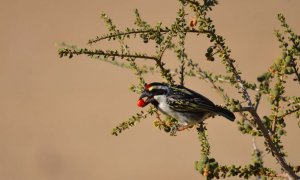 Acacia Pied Barbet