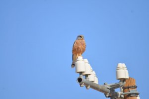 Rock Kestrel