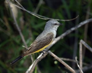 Western KIngbird