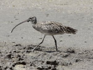 Eastern Curlew