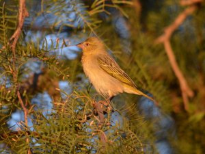 Southern Masked Weaver, Little Sossus