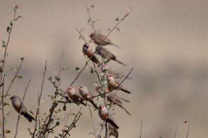 Common Waxbills near Sossusvlei, Namibia