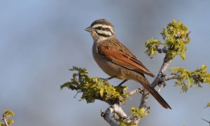 Cape Bunting