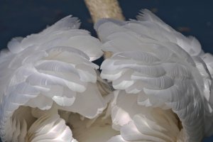 Swan feather detail shot