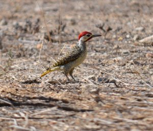 Bennett's Woodpecker