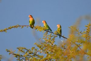 Rosy Faced Lovebirds