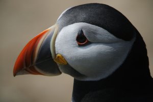 Atlantic Puffin portrait.