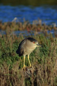 Black Crowned Night Heron