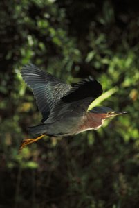 Green Heron