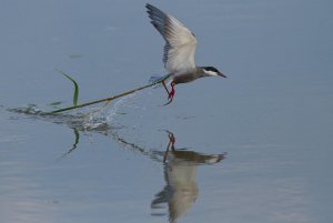 Catching nesting material