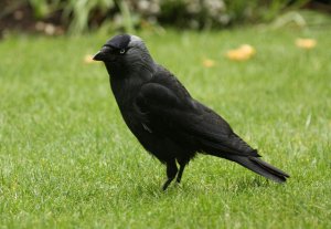 Jackdaw on the lawn.