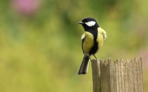 Great tit on post.