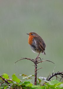 Robin in the Rain