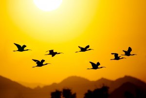 White-faced Ibis at sunrise