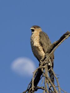 Cooper's Hawk and Moon