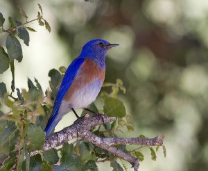 Electric Bluebird