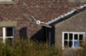 Barn Owl