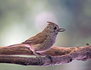 Oak Titmouse