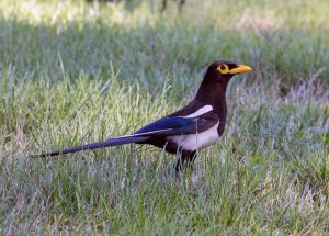 Yellow-billed Magpie