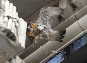 Peregrine Falcon (female)