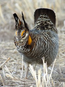 Greater Prairie-Chicken