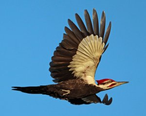 Woody the Pileated Woodpecker