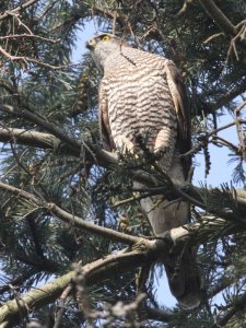 Eurasian Sparrowhawk