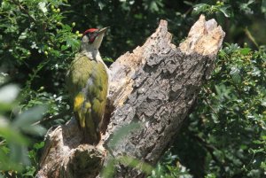 Green Woodpecker