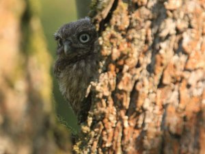 Young Little Owl