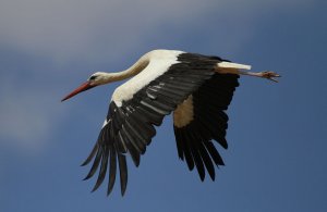 White Stork