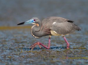 Tri-colored Heron