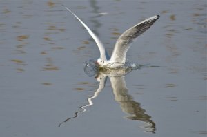 Black-headed gull alighting