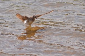 Wood Sandpiper landing