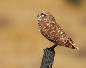 Burrowing Owl