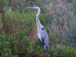 Great Blue Heron Blending In