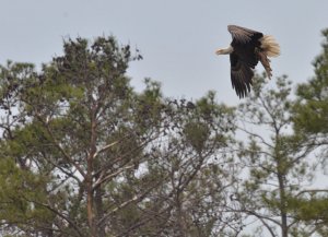 Bald Eagle with Catch