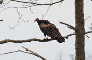 Turkey Vulture resting