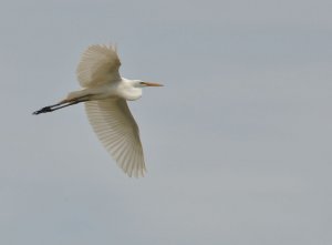 Great Egret in flight