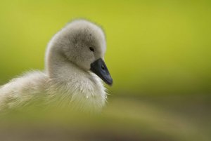 Mute swan cygnet