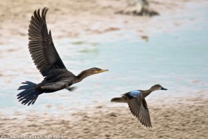 Partners in flight!