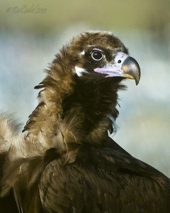 Buitre Negro, Monk Vulture