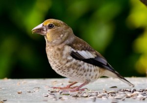 Juvenile Hawfinch