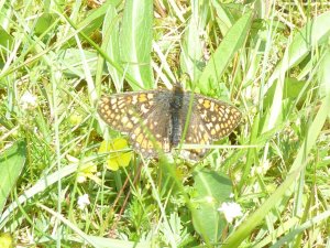 Marsh Fritillary