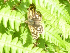 Chequered Skipper