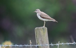 Common Sandpiper