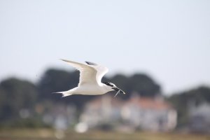 Sandwich Tern